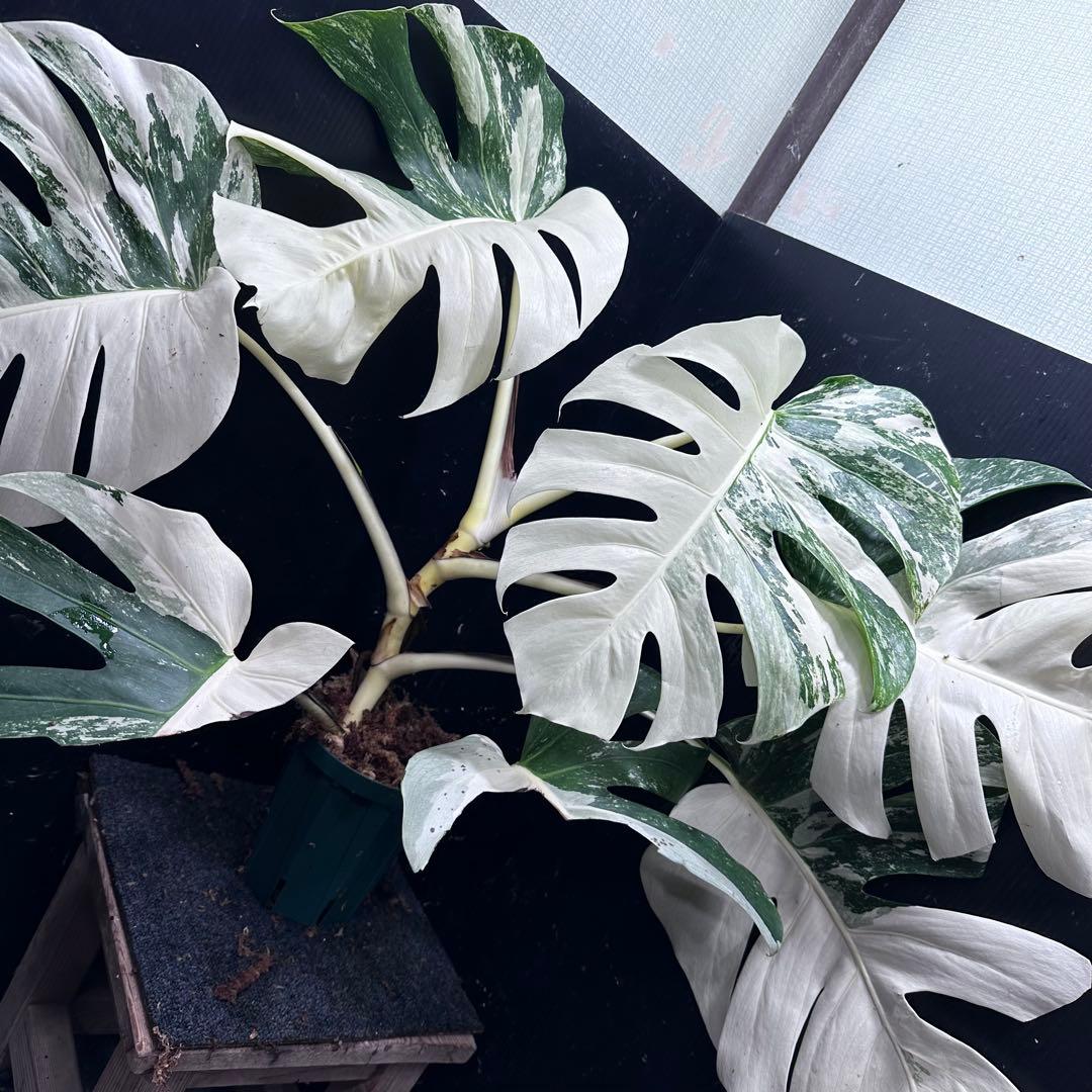 ひ*ろ様 斑入りモンステラ ホワイトタイガー極美大株幅81cm白斑多レア
