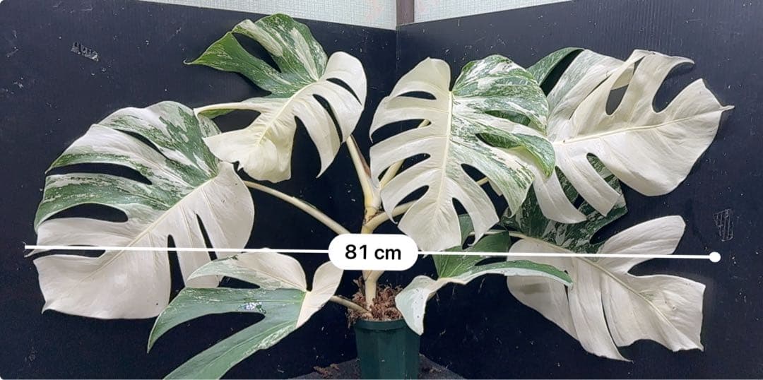 ひ*ろ様 斑入りモンステラ ホワイトタイガー極美大株幅81cm白斑多レア