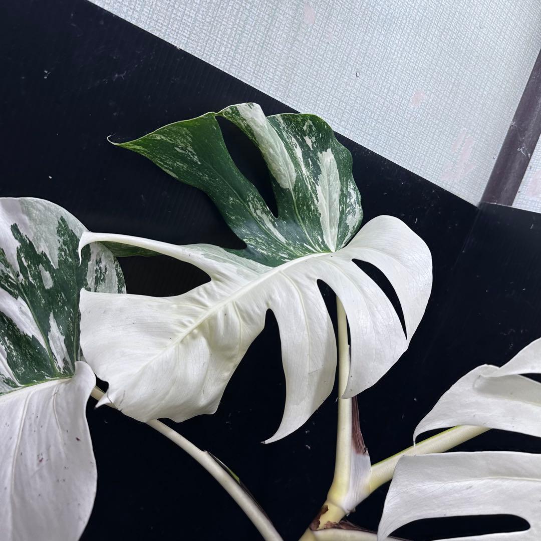 ひ*ろ様 斑入りモンステラ ホワイトタイガー極美大株幅81cm白斑多レア
