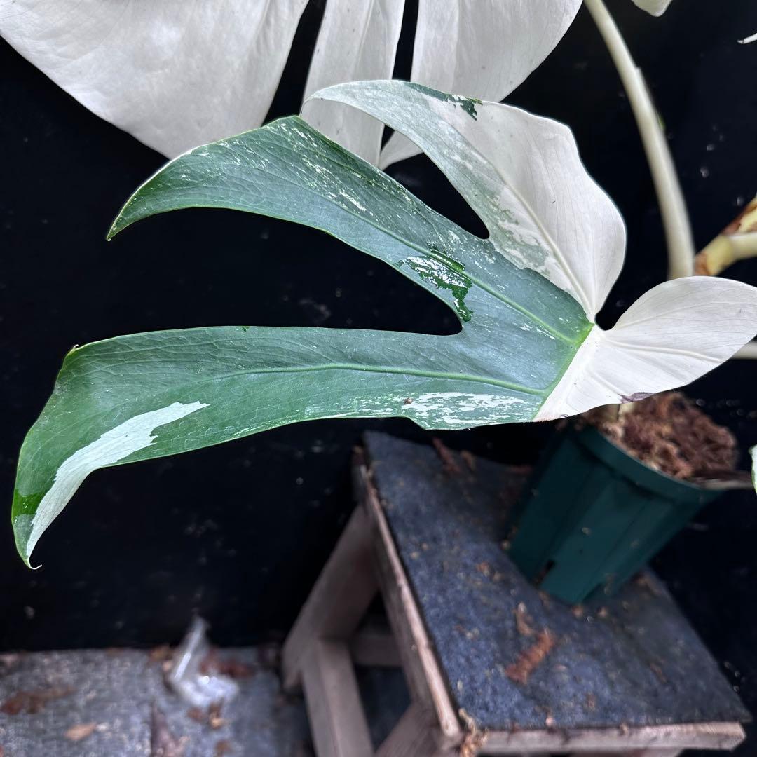 ひ*ろ様 斑入りモンステラ ホワイトタイガー極美大株幅81cm白斑多レア