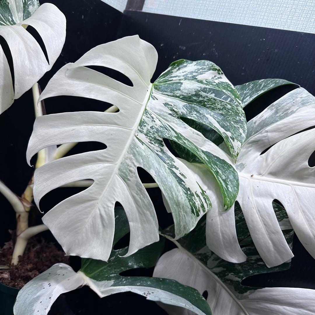 ひ*ろ様 斑入りモンステラ ホワイトタイガー極美大株幅81cm白斑多レア