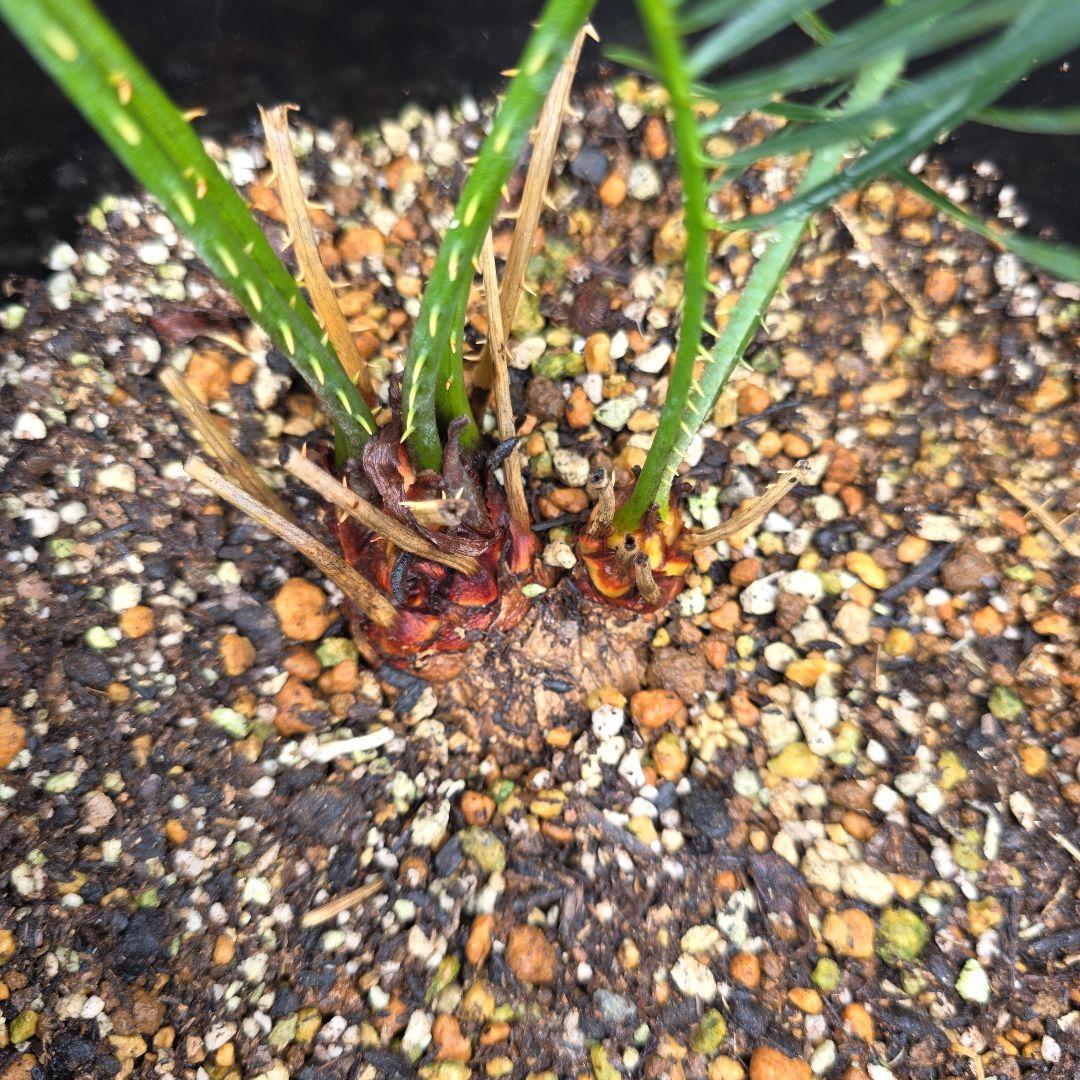 サイカスコッツシアーナ　（ダブルヘッド）