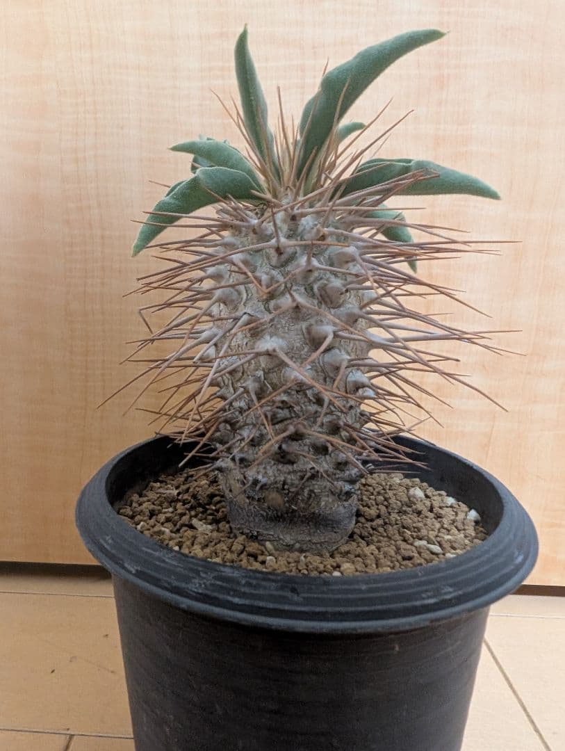 パキポディウム　ナムクアナム　光堂