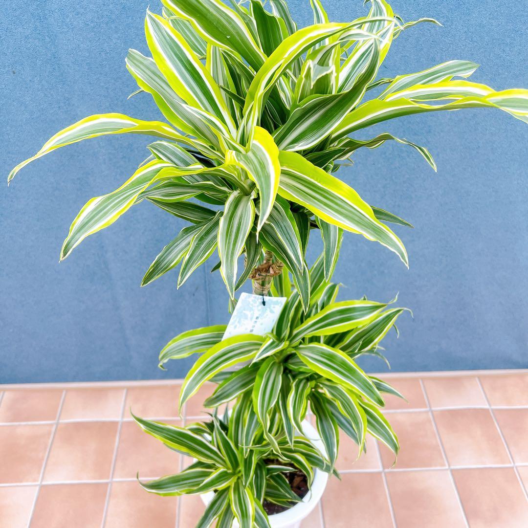 現品　ドラセナ　レモンサプライズ　31番　観葉植物　希少　斑入り　ドライガーデン