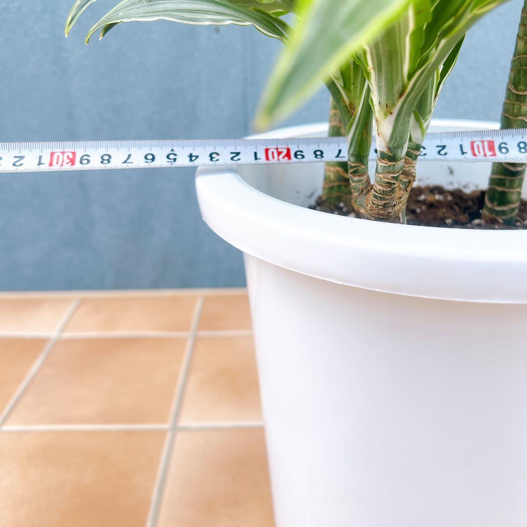 現品　ドラセナ　レモンサプライズ　31番　観葉植物　希少　斑入り　ドライガーデン