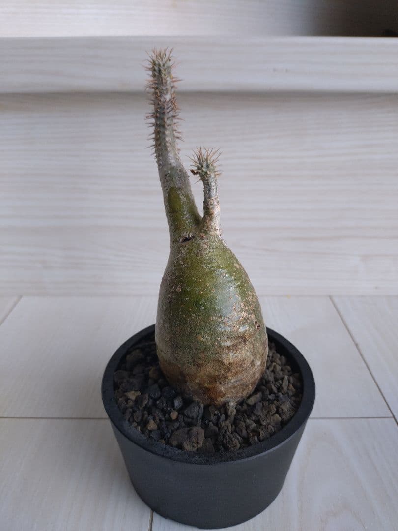 パキポディウム　グラキリス　2点　現地球