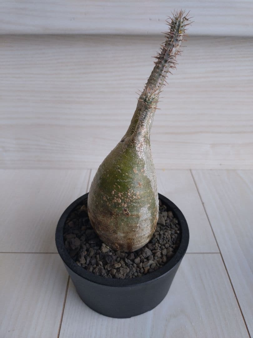 パキポディウム　グラキリス　2点　現地球