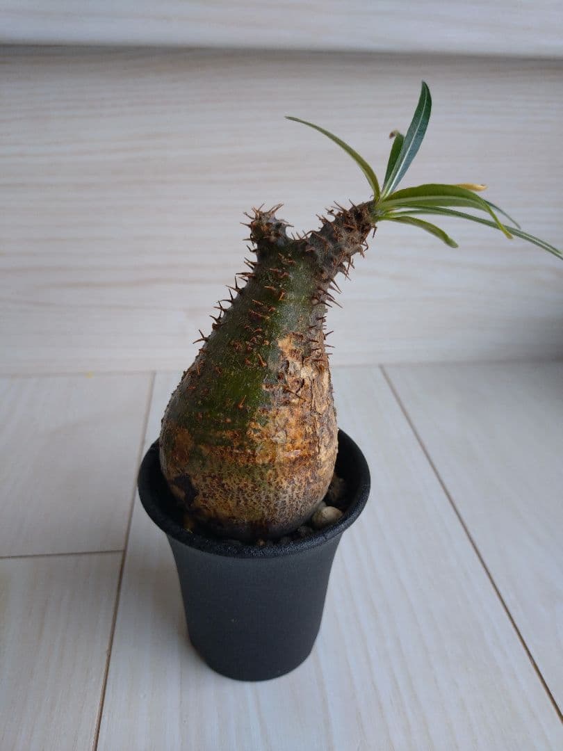 パキポディウム　グラキリス　2点　現地球