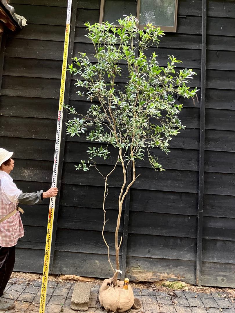 60 山採り　アセビ