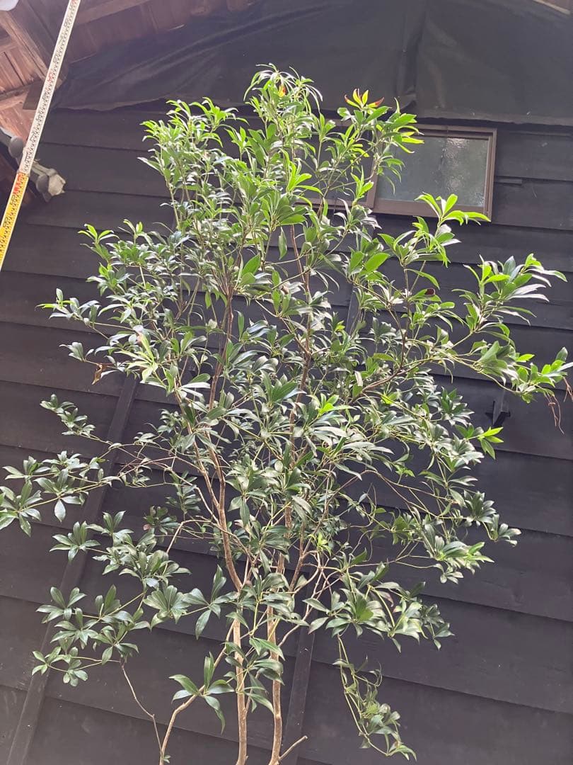 60 山採り　アセビ