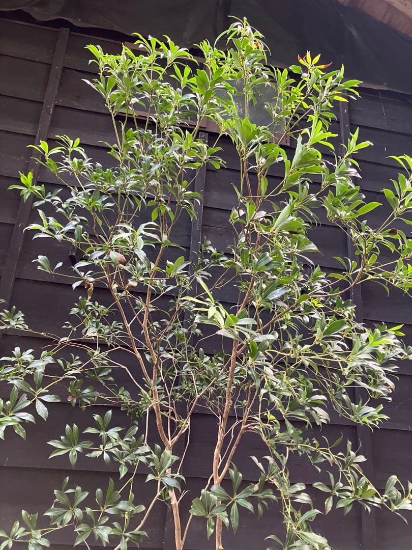 60 山採り　アセビ