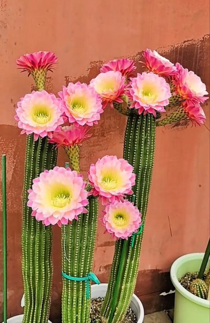 【開花株】多肉植物　花サボテン　河岸