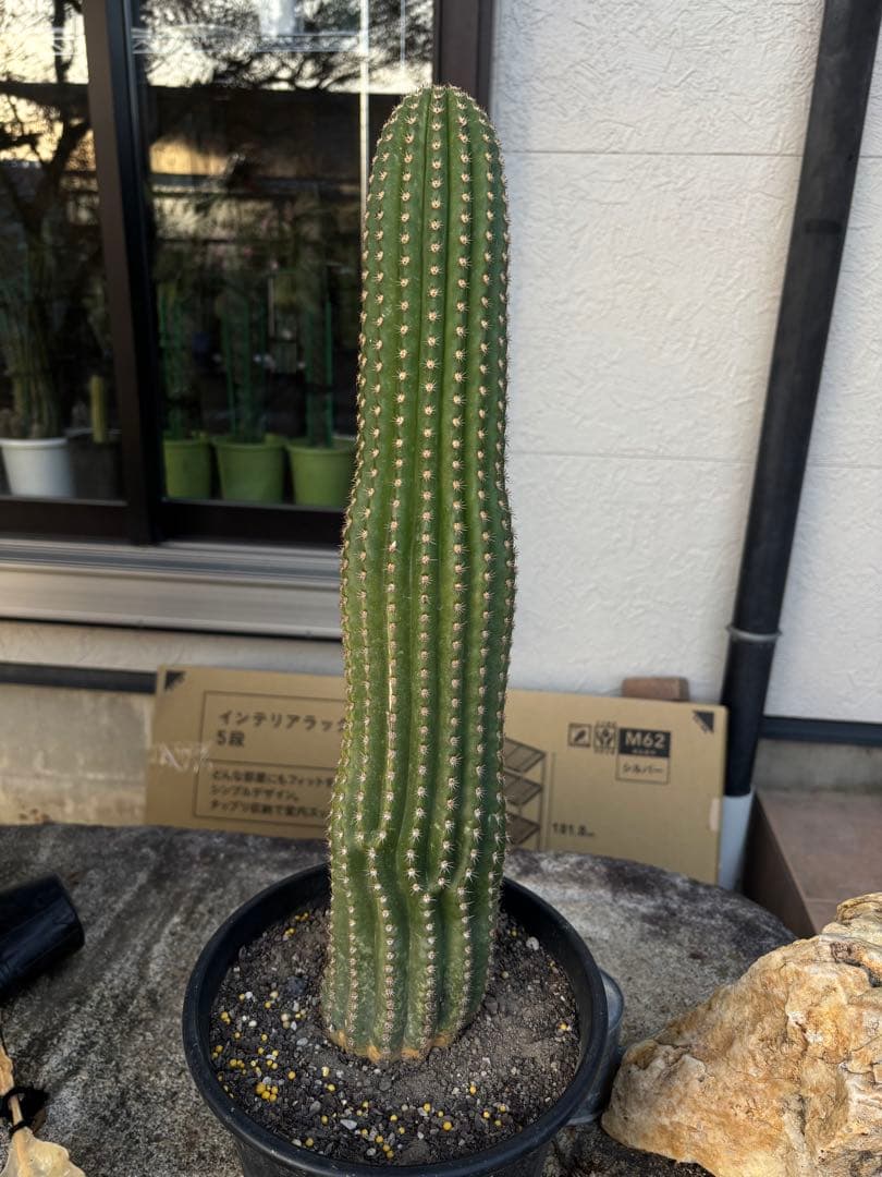 【開花株】多肉植物　花サボテン　河岸