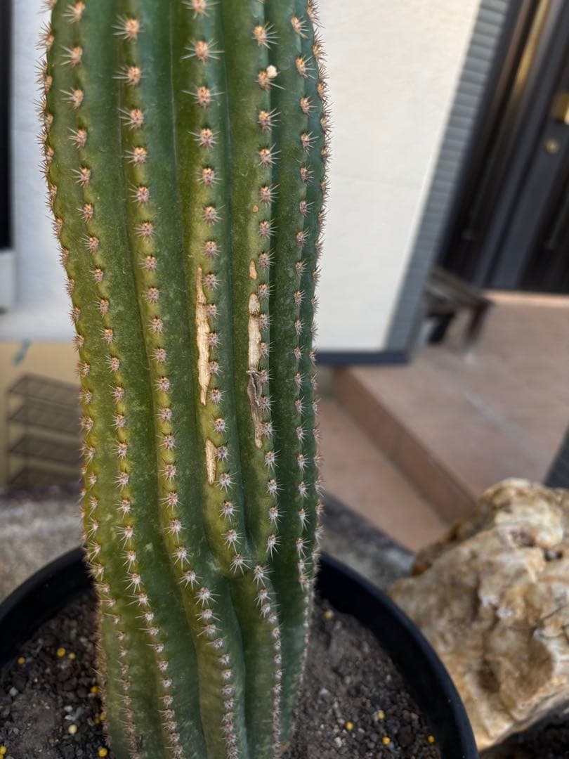 【開花株】多肉植物　花サボテン　河岸