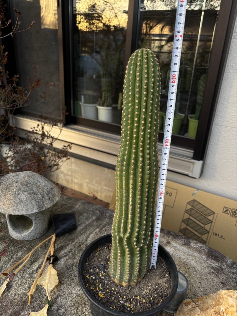 【開花株】多肉植物　花サボテン　河岸