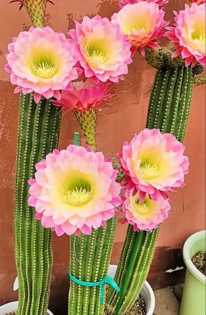 【開花株】多肉植物　花サボテン　河岸