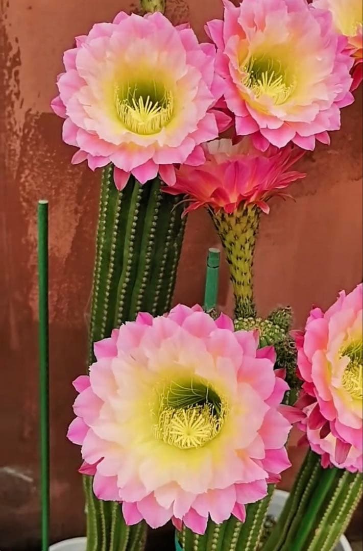 【開花株】多肉植物　花サボテン　河岸