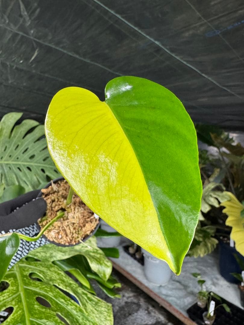 K2 モンステラ　イエローマリリン　ハーフムーン黄斑入り