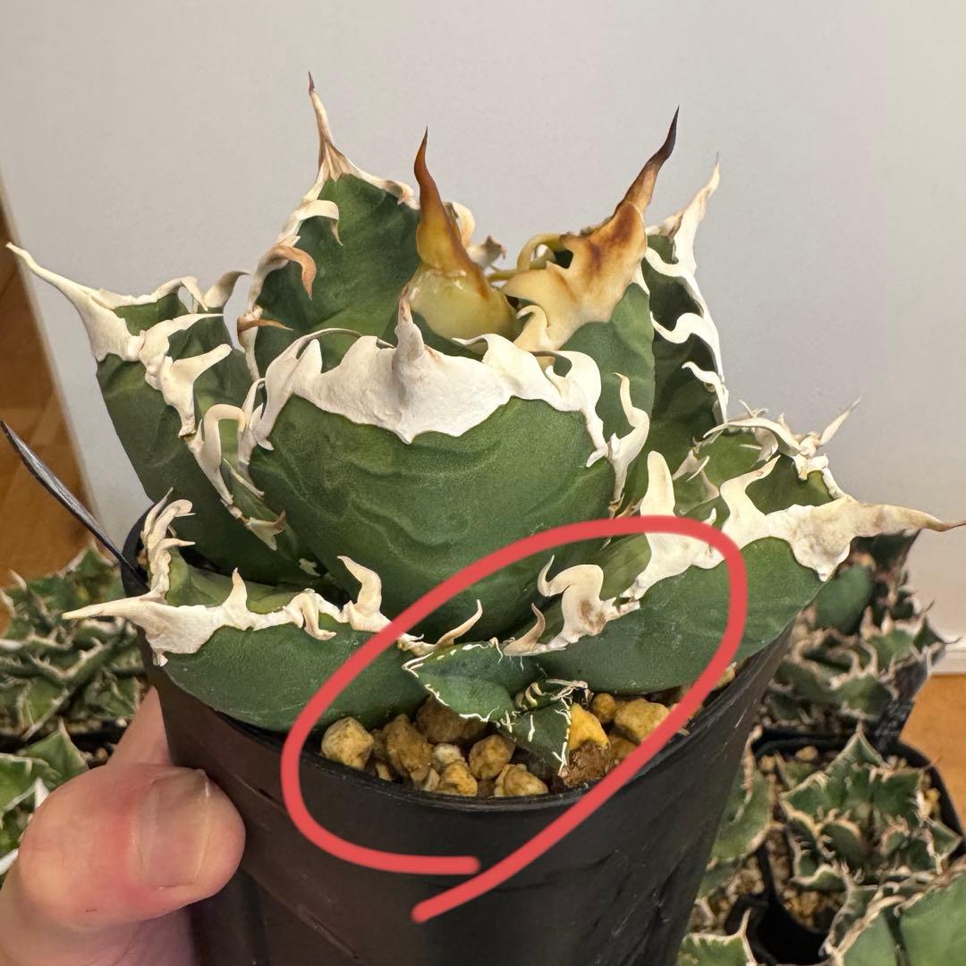 土日限定値下げ 子株 アガベ 島村園芸産 イタメリ 検）悪魔くん バケモノ 悪魔