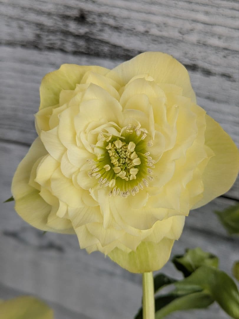 【現品・ポットまま発送】超希少　曽田園芸多弁咲きクリスマスローズ　ゴールド