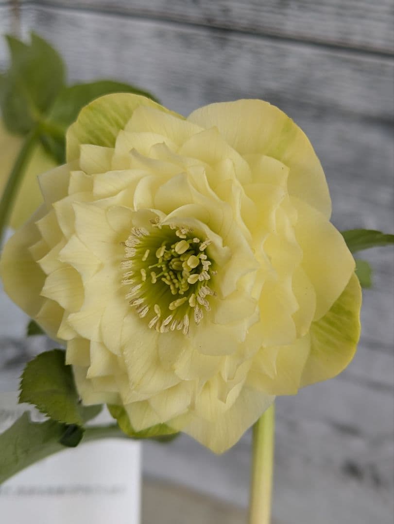 【現品・ポットまま発送】超希少　曽田園芸多弁咲きクリスマスローズ　ゴールド