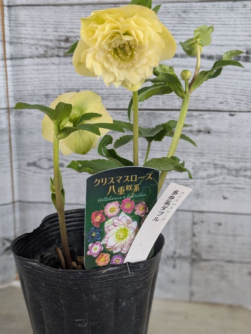 【現品・ポットまま発送】超希少　曽田園芸多弁咲きクリスマスローズ　ゴールド