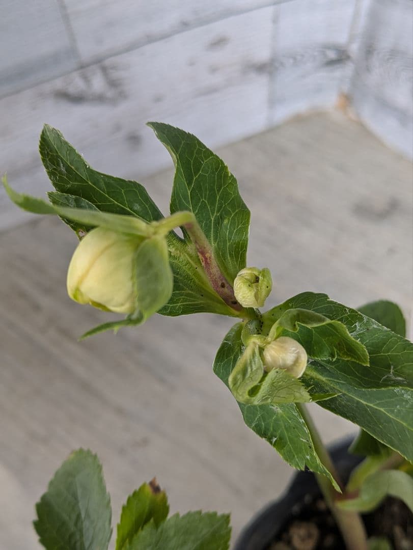 【現品・ポットまま発送】超希少　曽田園芸多弁咲きクリスマスローズ　ゴールド