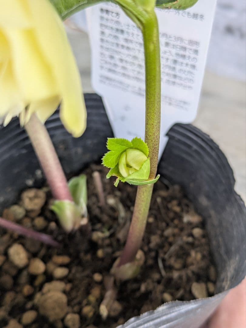 【現品・ポットまま発送】超希少　曽田園芸多弁咲きクリスマスローズ　ゴールド