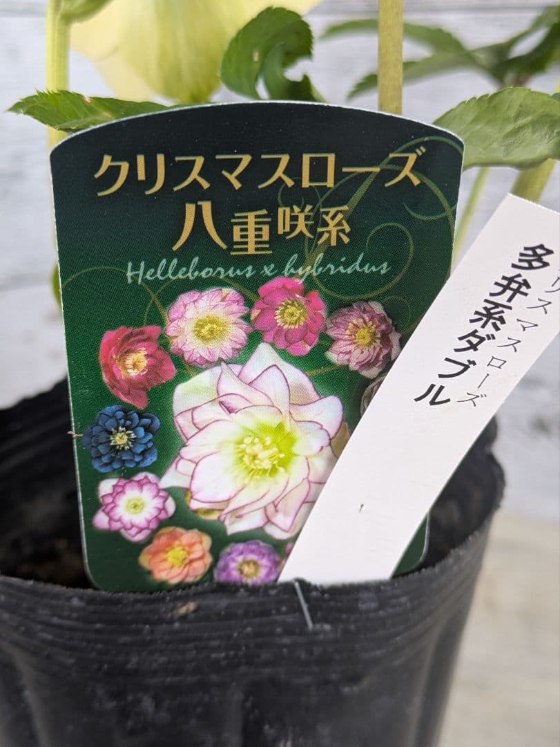 【現品・ポットまま発送】超希少　曽田園芸多弁咲きクリスマスローズ　ゴールド