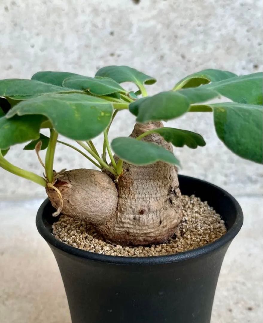 ユーフォルビア エクロニー 鬼笑い