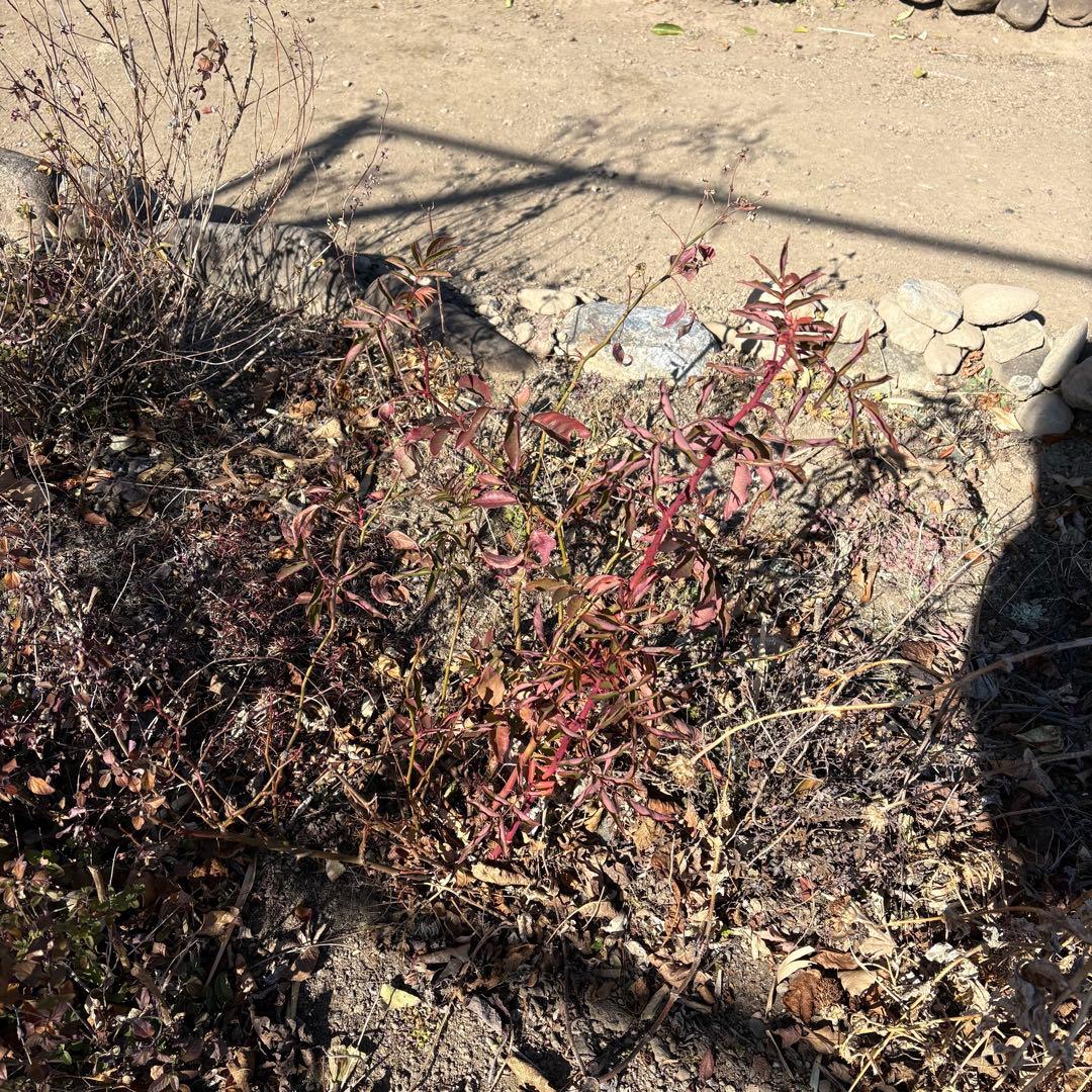 ブラッシュノアゼット オールドローズ 3年生苗 1株 ＊ ポット配送 四季咲き