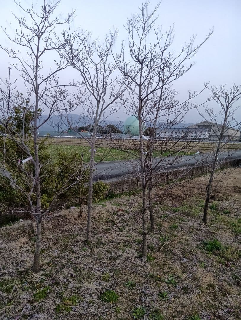 （投げ売り品）ハナミズキ（白3本赤1本）（4本まとめ売り）