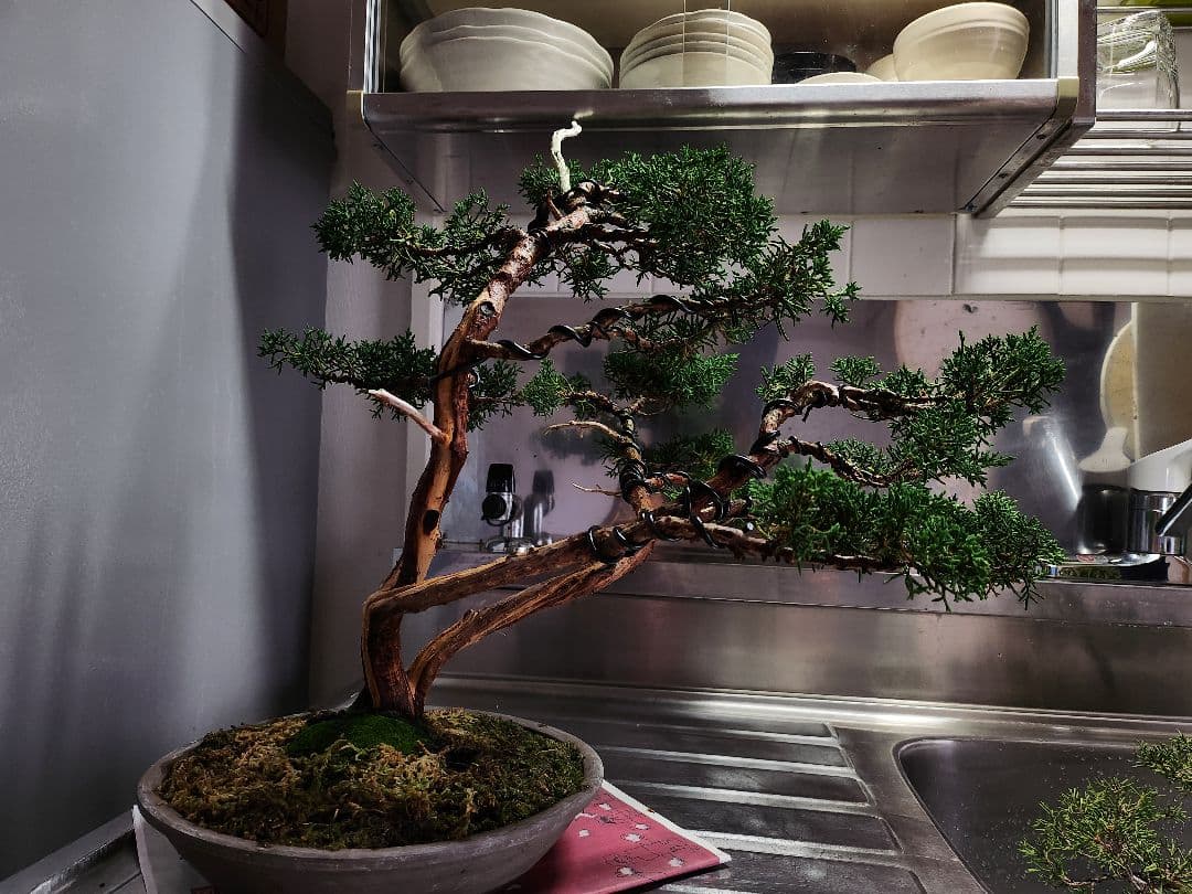 真柏盆栽