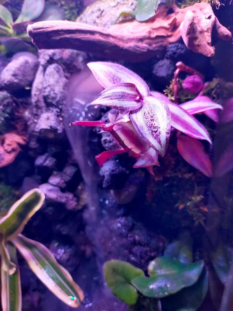 滝の流れる化石と苔のテラリウム、究極の飼育箱（化石、ライト、ミスト、階段付き）