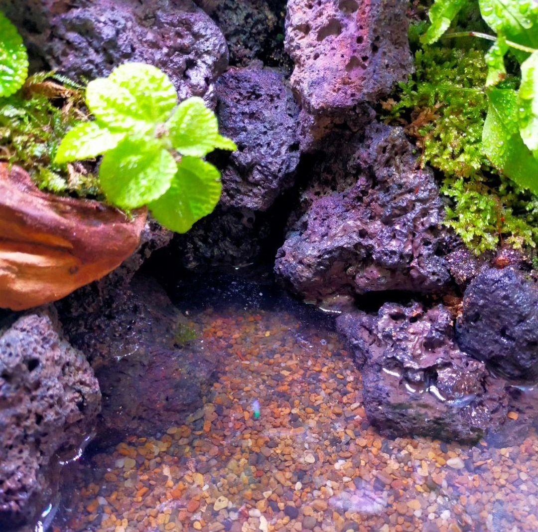 滝の流れる化石と苔のテラリウム、究極の飼育箱（化石、ライト、ミスト、階段付き）