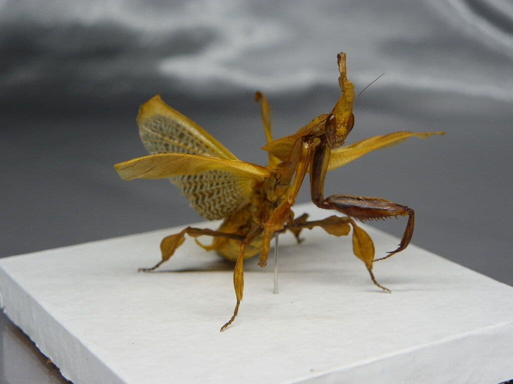 ゴーストマンティス／ペア　立体標本