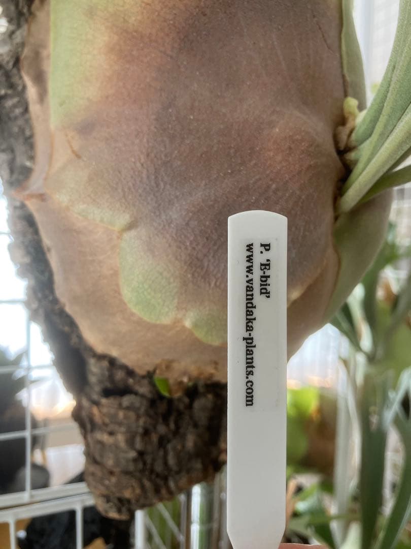 （訳あり）ビカクシダ　P. E-bid