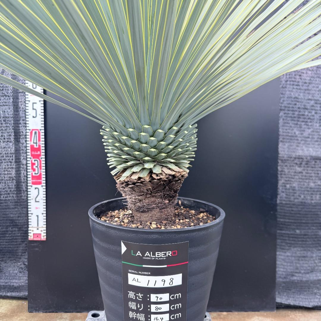 【AL1198】ユッカ　ロストラータ