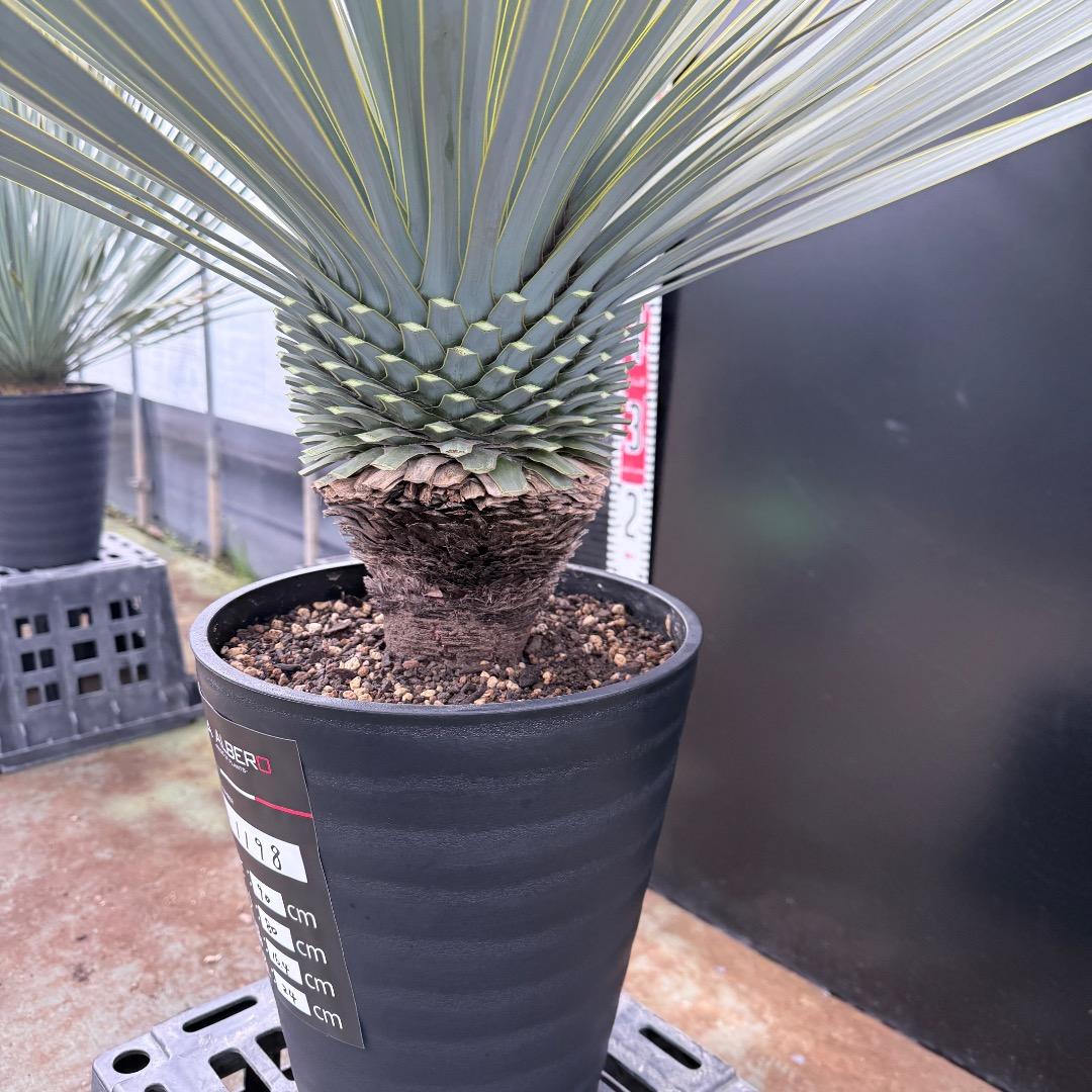 【AL1198】ユッカ　ロストラータ