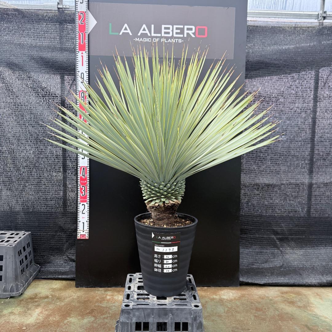 【AL1198】ユッカ　ロストラータ