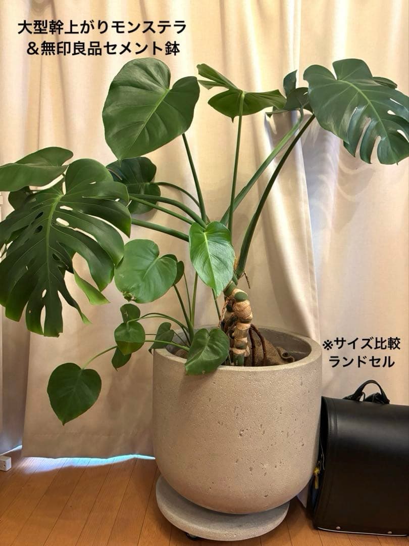 大型幹上がりモンステラ＆無印良品セメント鉢セット