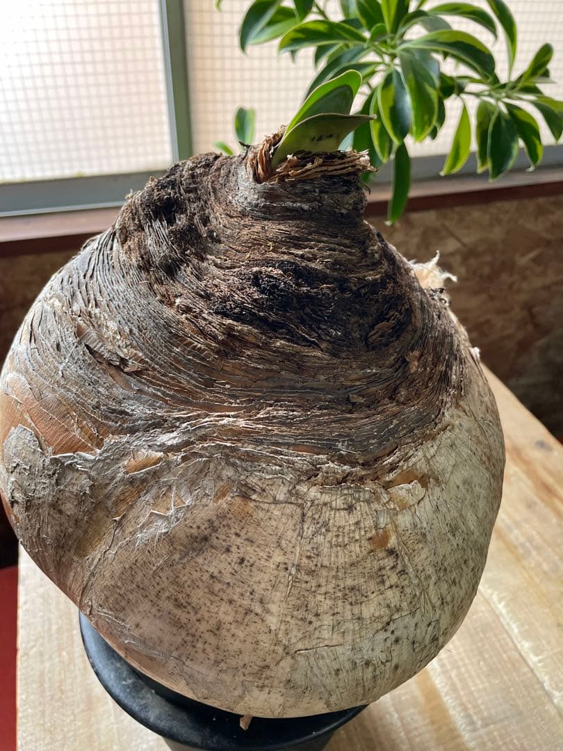 Boophane haemanthoides ブーファン・ハエマンソイデス