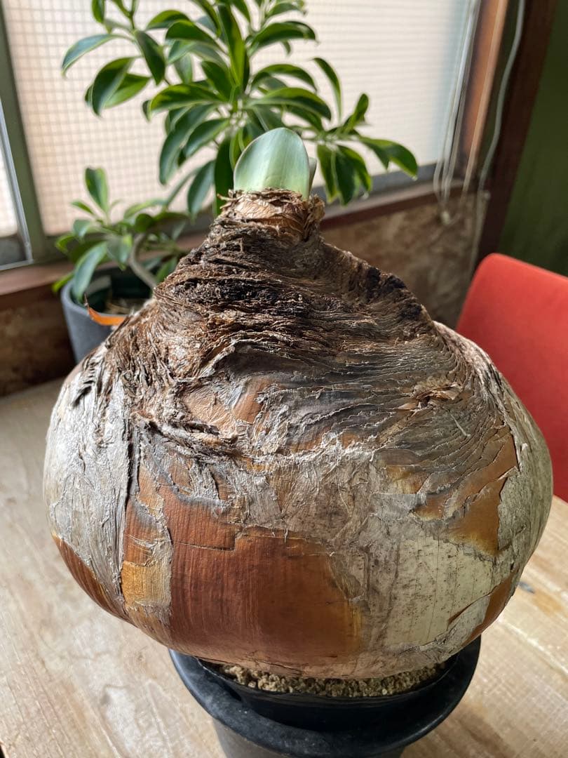 Boophane haemanthoides ブーファン・ハエマンソイデス