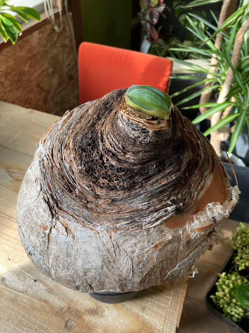 Boophane haemanthoides ブーファン・ハエマンソイデス