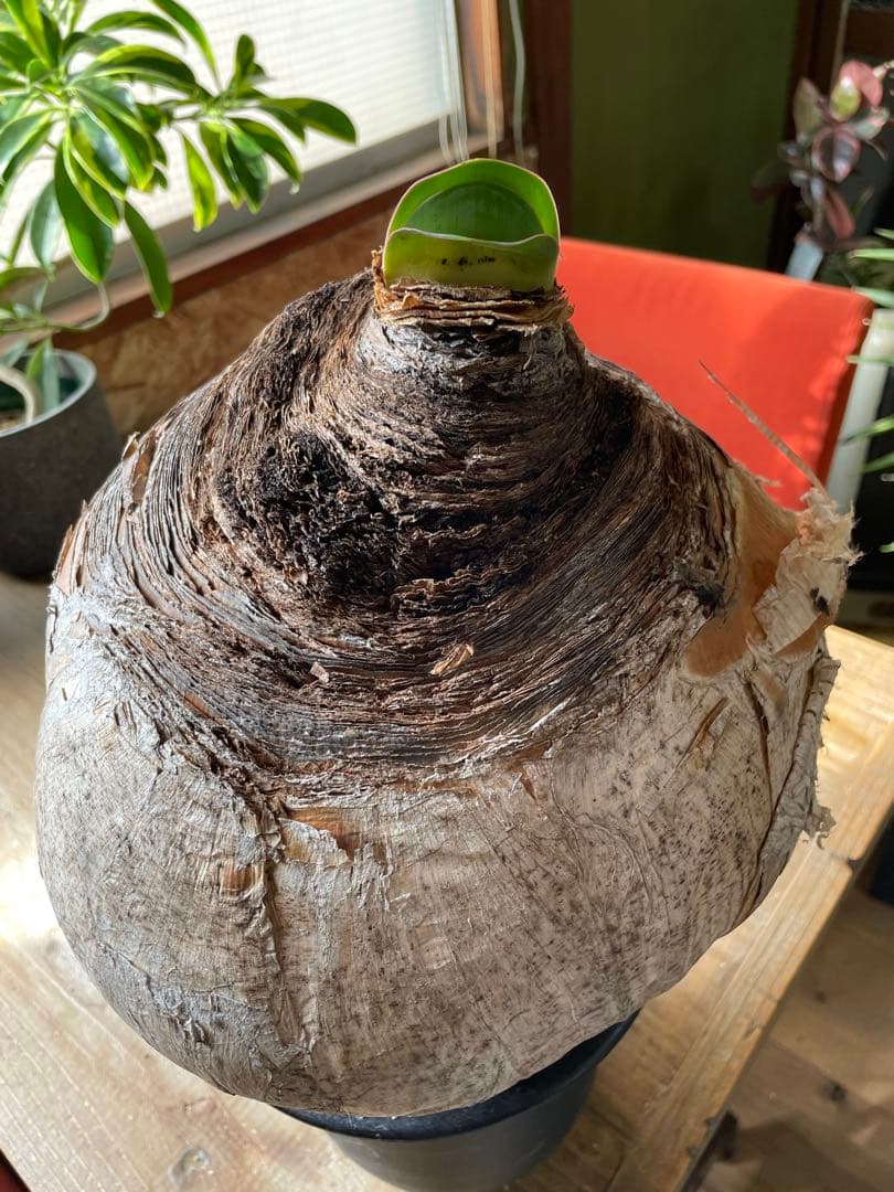 Boophane haemanthoides ブーファン・ハエマンソイデス