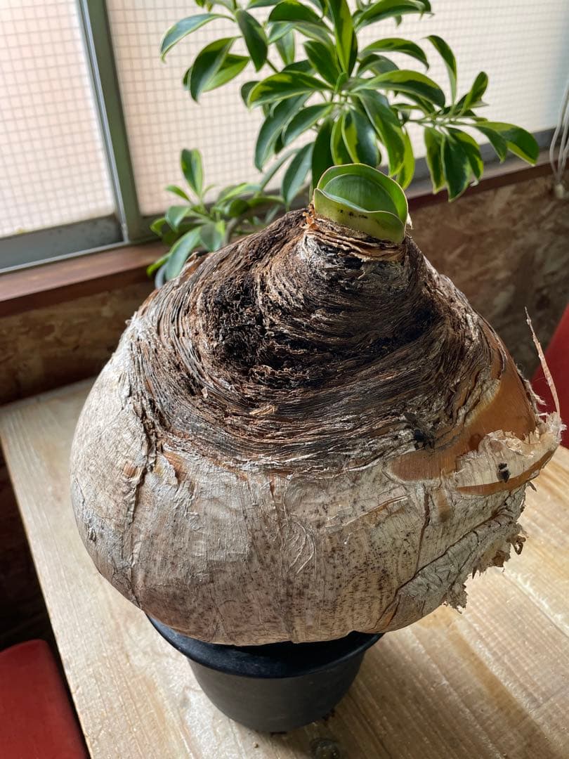 Boophane haemanthoides ブーファン・ハエマンソイデス