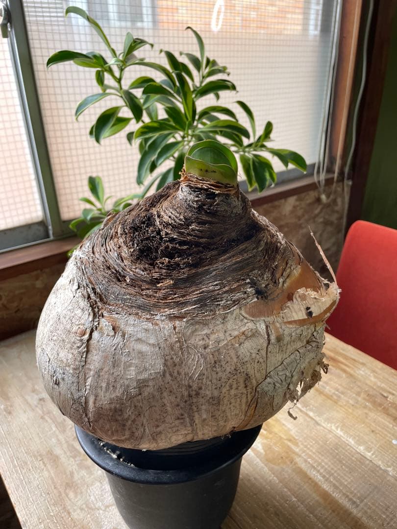 Boophane haemanthoides ブーファン・ハエマンソイデス