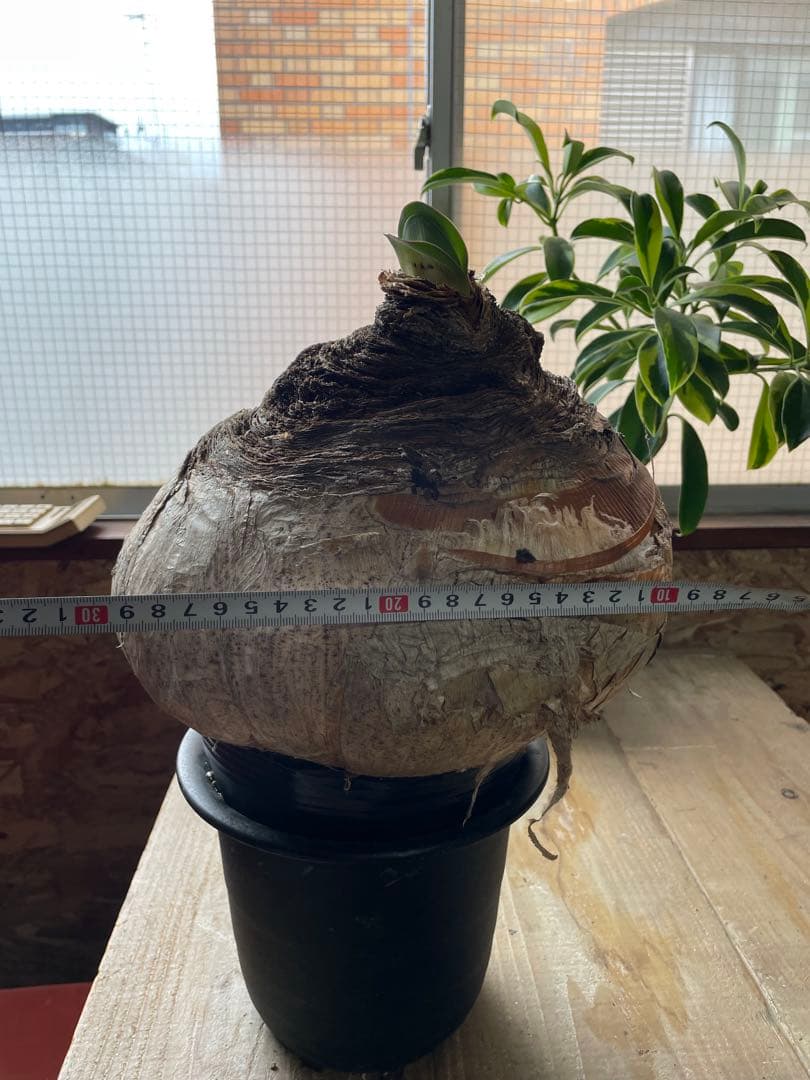 Boophane haemanthoides ブーファン・ハエマンソイデス