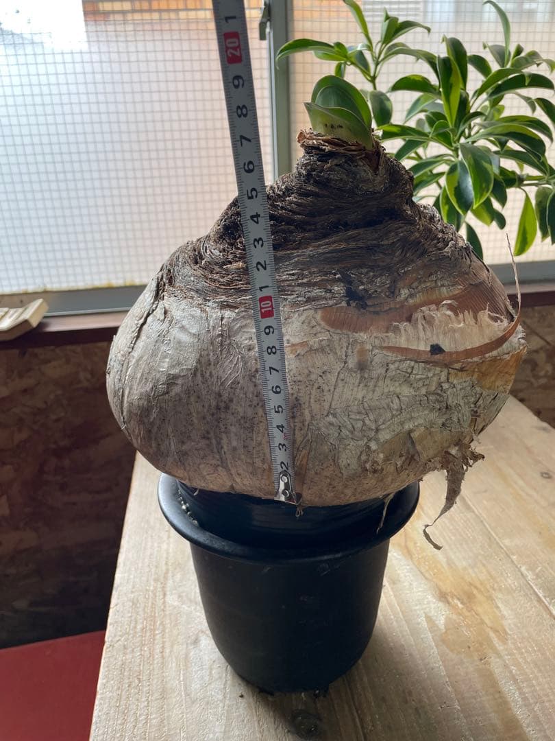 Boophane haemanthoides ブーファン・ハエマンソイデス