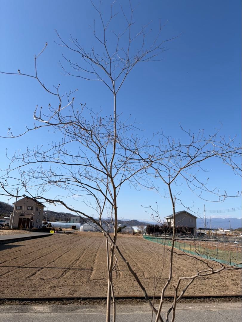 山採り ヤマツツジ 自然樹形